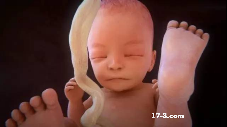 Is the fetus considered a person?